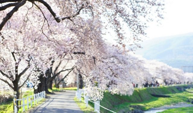 新しい仲間が加わりました！歓迎会＆お花見をしました🌸